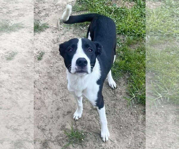 Medium Photo #14 Border Collie-Unknown Mix Puppy For Sale in Mount Laurel, NJ, USA