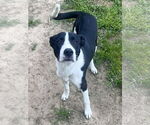 Small #13 Border Collie Mix