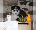 Small #2 Alaskan Malamute