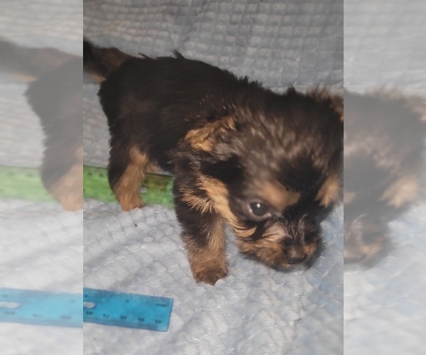 Medium Photo #181 Yorkshire Terrier Puppy For Sale in AKRON, OH, USA