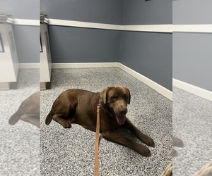 Father of the Labrador Retriever puppies born on 02/23/2026