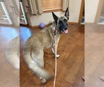Small German Shepherd Dog Mix