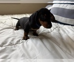Puppy Black and Tan B Dachshund