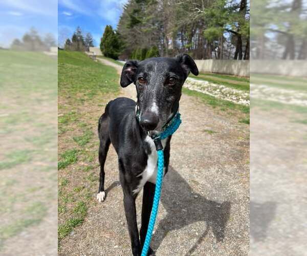 Medium Photo #2 Greyhound Puppy For Sale in Cherry Hill, NJ, USA
