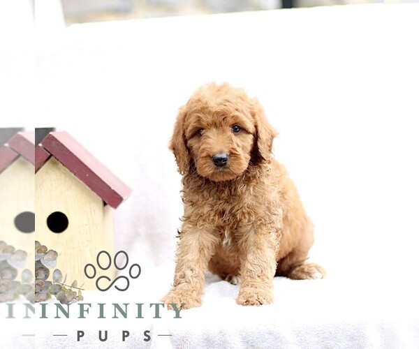 Medium Photo #3 Goldendoodle (Miniature) Puppy For Sale in EPHRATA, PA, USA