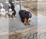 Small Photo #4 Bernese Mountain Dog Puppy For Sale in MEMPHIS, MO, USA
