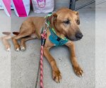 Small Photo #2 American Pit Bull Terrier-Doberman Pinscher Mix Puppy For Sale in Spotsylvania, VA, USA