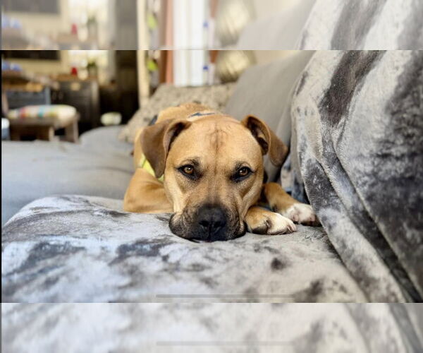 Medium Photo #2  Puppy For Sale in , 