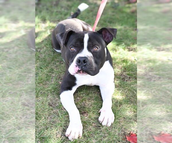 Medium Photo #4 American Pit Bull Terrier-Unknown Mix Puppy For Sale in Perth Amboy, NJ, USA