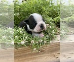 Small #3 Boston Terrier
