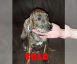 Small Photo #6 Plott Hound Puppy For Sale in MIDVALE, UT, USA