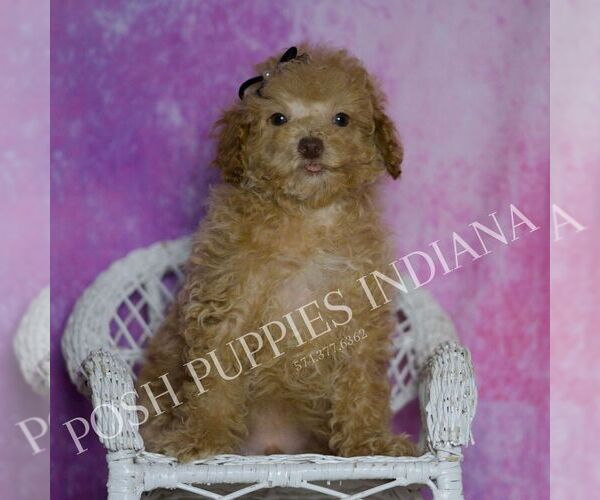Medium Photo #74 Maltipoo (Miniature) Puppy For Sale in WARSAW, IN, USA