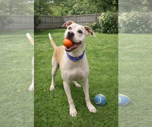 Labrador Retriever-Unknown Mix Dogs for adoption in Euless, TX, USA
