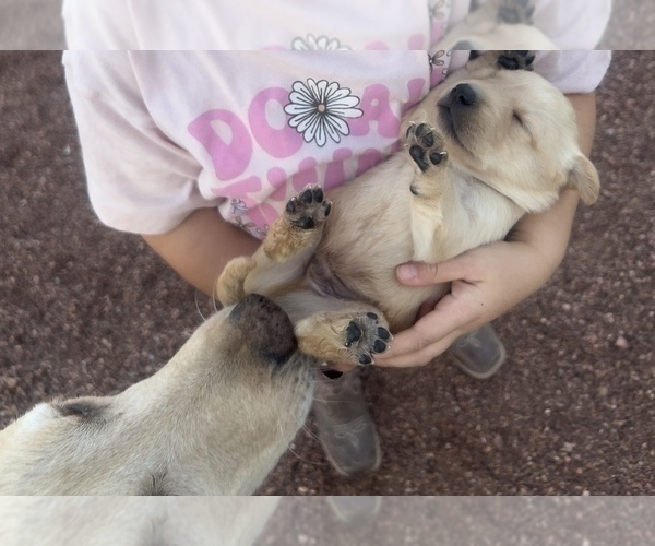 Medium Photo #7 Golden Labrador Puppy For Sale in BUCKEYE, AZ, USA