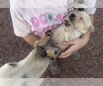 Small #6 Golden Labrador