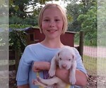 Small Photo #56 Dogo Argentino Puppy For Sale in JANE, MO, USA