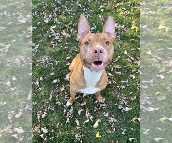 Medium Photo #6 American Pit Bull Terrier-Unknown Mix Puppy For Sale in Mundelein, IL, USA