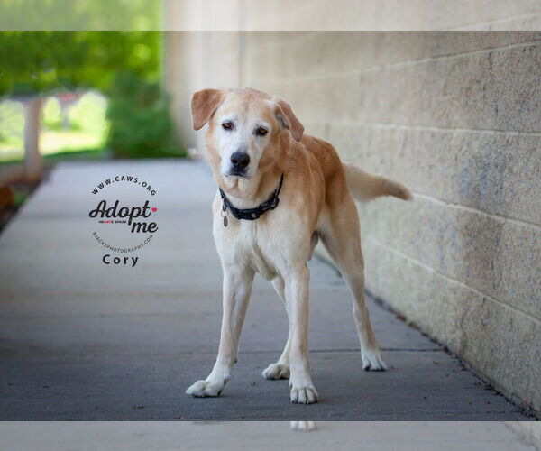 Medium Photo #8 Mutt Puppy For Sale in Salt Lake City, UT, USA
