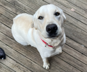 Labrador Retriever Puppy for sale in BURBANK, OH, USA