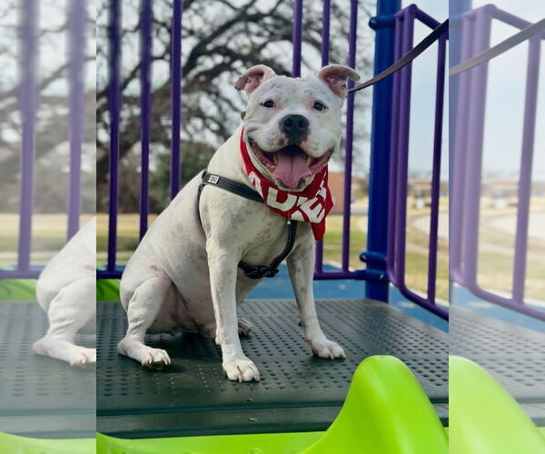 Medium Photo #1 American Bulldog-Staffordshire Bull Terrier Mix Puppy For Sale in Euless, TX, USA