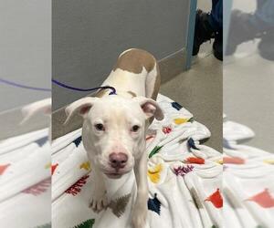 Mutt Dogs for adoption in Las Vegas, NV, USA