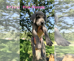 Small #5 Great Dane
