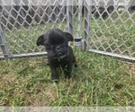 Small #2 Pug