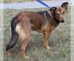 Small #1 Mutt
