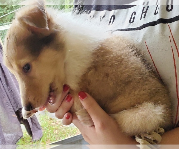 Medium Photo #8 Collie Puppy For Sale in BYRAM, MS, USA