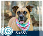 Small #5 Boxer Mix