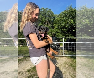 Rottweiler Puppy for Sale in ZEBULON, North Carolina USA