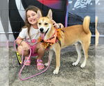 Small #1 Carolina Dog