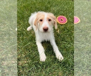 Labradoodle Dog for Adoption in INDIANAPOLIS, Indiana USA