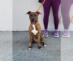 Small Plott Hound