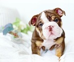 Small Photo #15 English Bulldog Puppy For Sale in CORONA, CA, USA