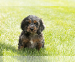 Small #1 Cocker Spaniel-Poodle (Miniature) Mix