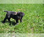Small Photo #3 Cane Corso Puppy For Sale in BROOK COVE, NC, USA