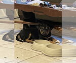 Small #2 Shepradors