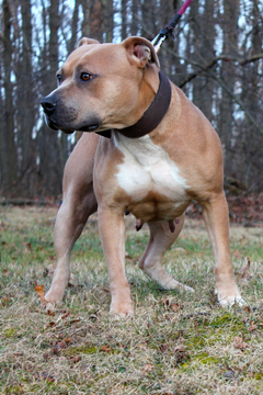 Medium Photo #1 American Bully Puppy For Sale in LITTLESTOWN, PA, USA