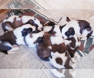 Saint Bernard Litter for sale in ONONDAGA, MI, USA