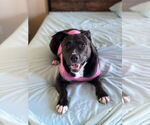 Small Photo #2 American Staffordshire Terrier-Unknown Mix Puppy For Sale in Rosenberg, TX, USA