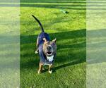 Small #1 Greyhound Mix
