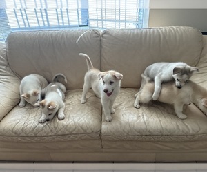 Siberian Husky Puppy for sale in HOUSTON, TX, USA