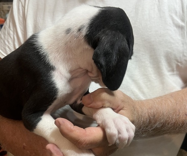 Medium Photo #5 Great Dane Puppy For Sale in SPRAGGS, PA, USA