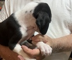 Small #4 Great Dane