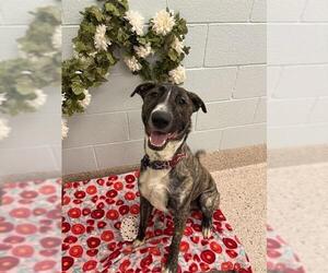 Bull Terrier-Unknown Mix Dogs for adoption in Brighton, CO, USA