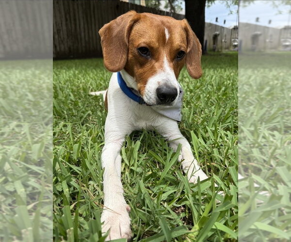 Medium Photo #3 Beagle-Unknown Mix Puppy For Sale in Lakewood, CO, USA