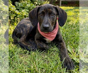 Labrador Retriever-Unknown Mix Dogs for adoption in Grovertown, IN, USA