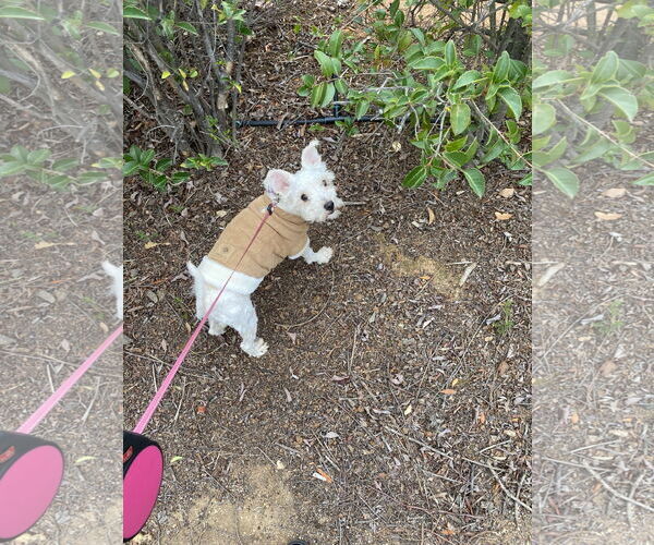 Medium Photo #4 Poodle (Miniature) Puppy For Sale in San Diego, CA, USA