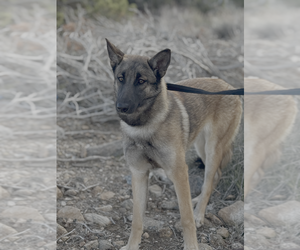 Reign fka Sandra - located in CO - Female German Shepherd Dog-Unknown Mix Dog for Adoption - Photo #4